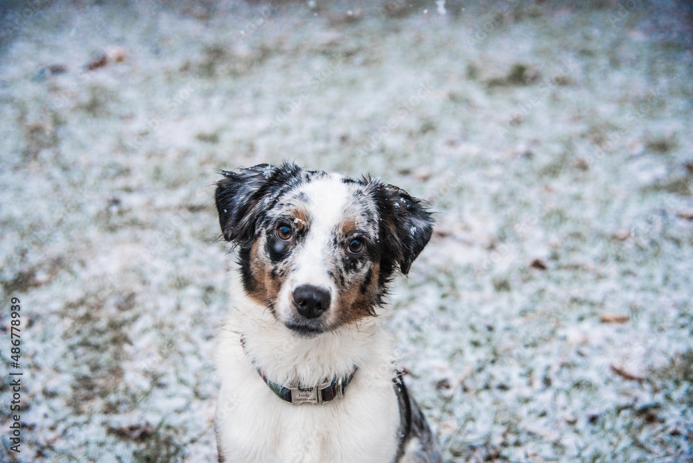 Blue Merle Australian Sheppard With Snowflakes on Fur Sitting Outside During Michigan Winter