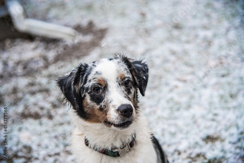 Happy Australian Sheppard and Golden Doodle Dogs and Puppies Playing in the Snow in Michigan During Winter