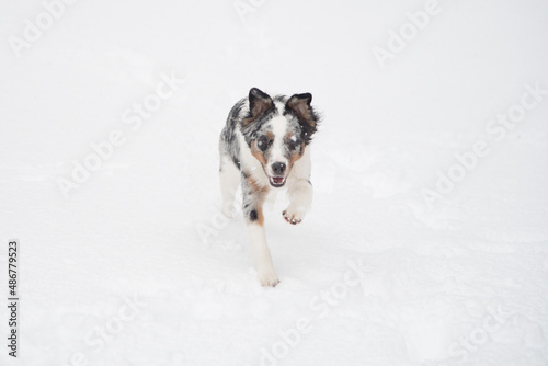 Happy Australian Sheppard and Golden Doodle Dogs and Puppies Playing in the Snow in Michigan During Winter © Rachel