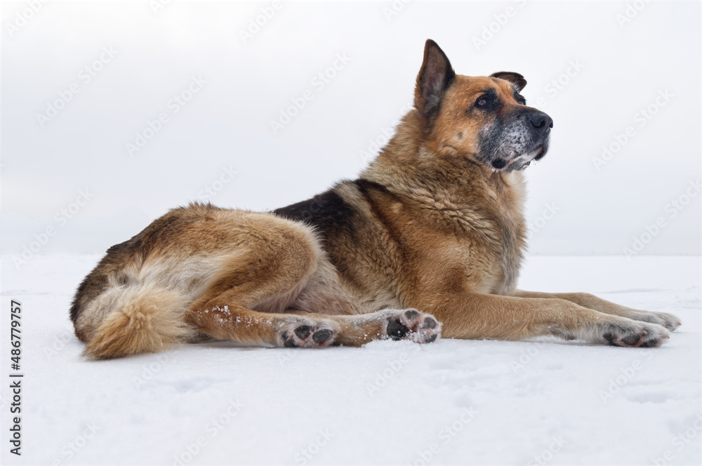 A majestic elderly dog lies on the snow and looks attentively into the distance. View from the bottom.