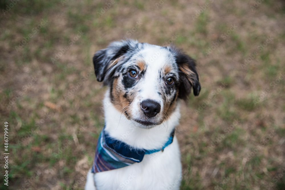 Australian Sheppard Puppies and Dogs Sitting Outside in the Sunshine and Grass
