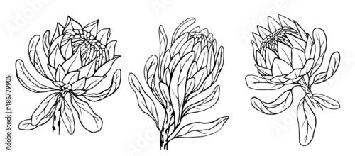 Fototapeta Naklejka Na Ścianę i Meble -  A set of linear sketches of a protea flower.Vector graphics.