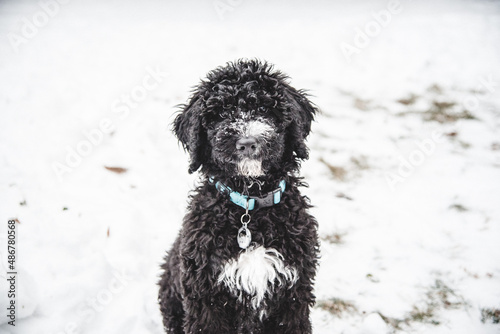 Happy Australian Sheppard and Golden Doodle Dogs and Puppies Playing in the Snow in Michigan During Winter