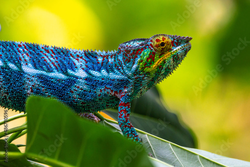 Very detailed chameleon on a branch