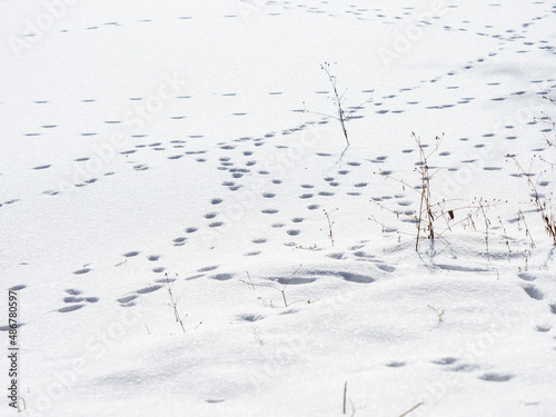 Winter landscape in the forest © somra