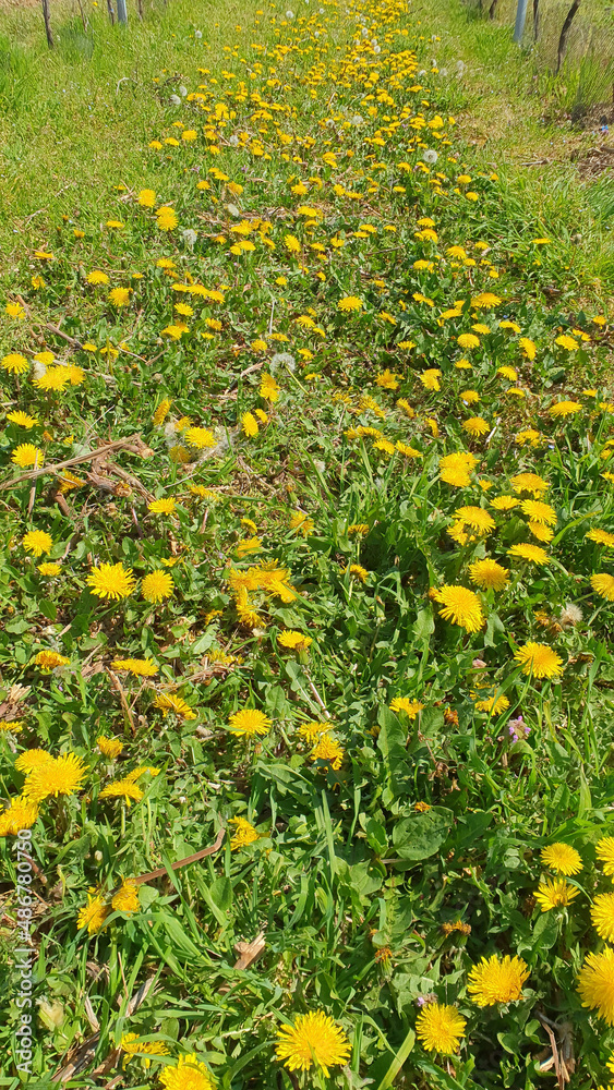Green spring garden with white and yellow flowers. Green spring garden with white and yellow flowers.