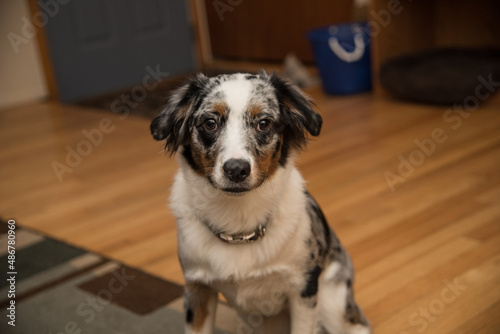 Merle Australian Sheppard Sitting Inside of a Home with Other Dogs and Puppies © Rachel