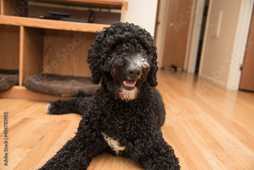 Black Golden Doodle or Poodle Sitting Indoors on a Wooden Floor