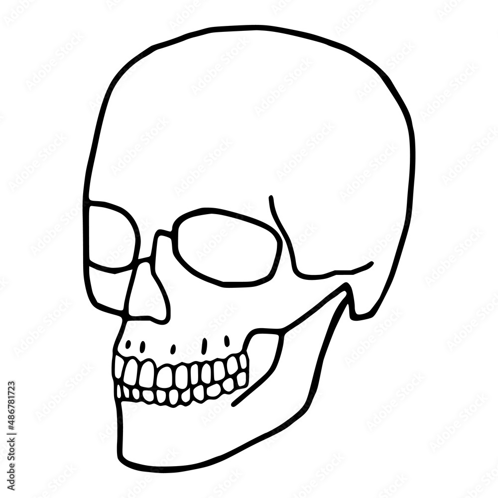 Human skull outline icon. Cranium doodle art on white background.