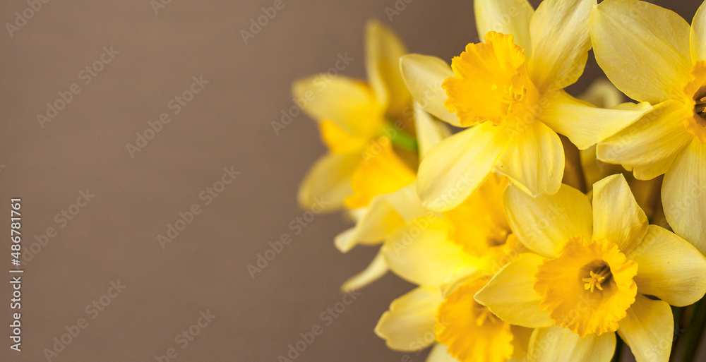 Obraz premium Yellow narcisses on a beige background close-up. Beautiful bright flowers. Concept of holiday - March 8, Valentine's Day, Mother's Day, International Women's Day. Place for text. Banner. Trend color.