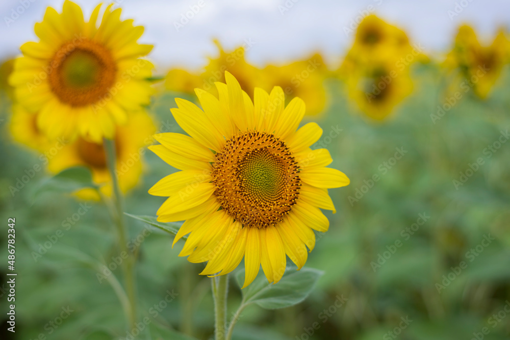 Field of sunflowers