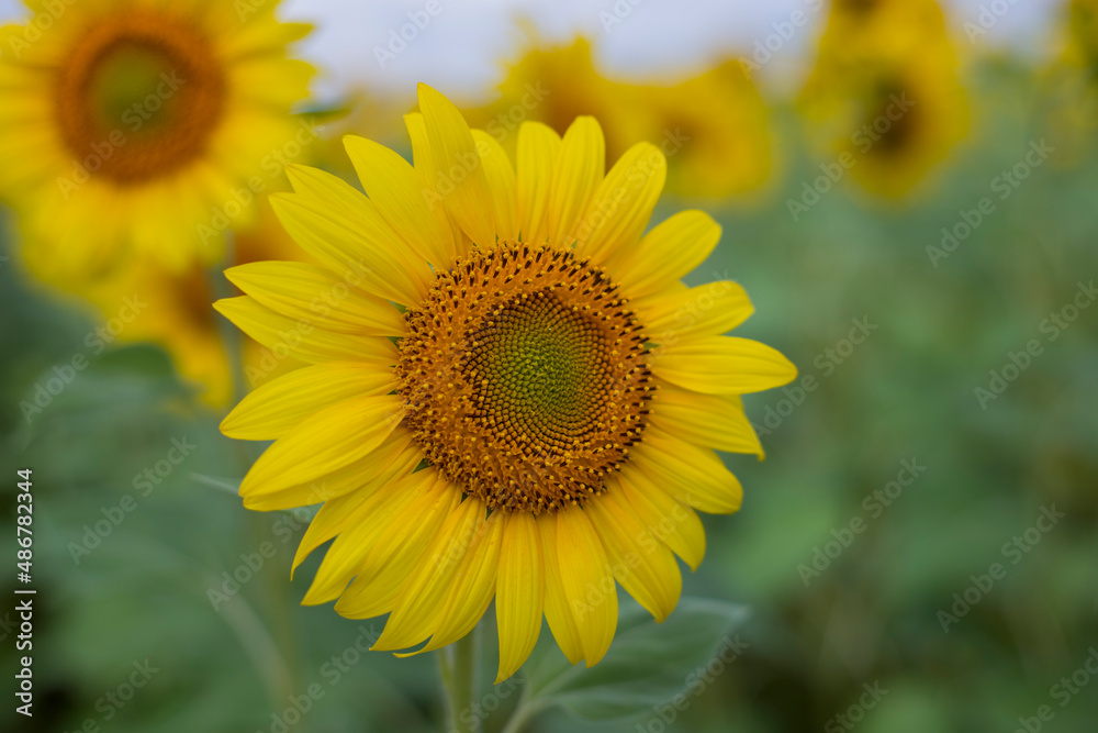 Field of sunflowers