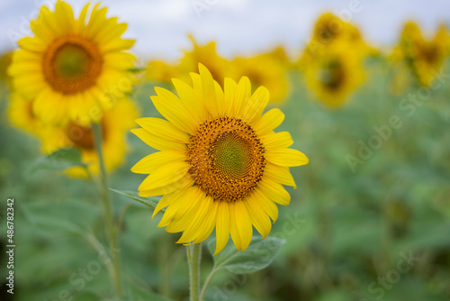 Field of sunflowers