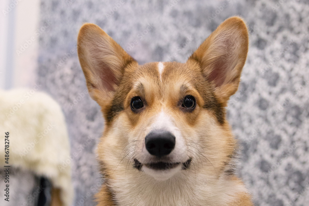 corgi cutie corgi cutie