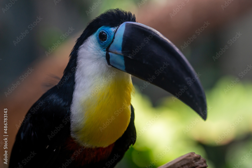 Toucan sitting on a branch and looking in the camera Toucan sitting on a branch and looking in the camera