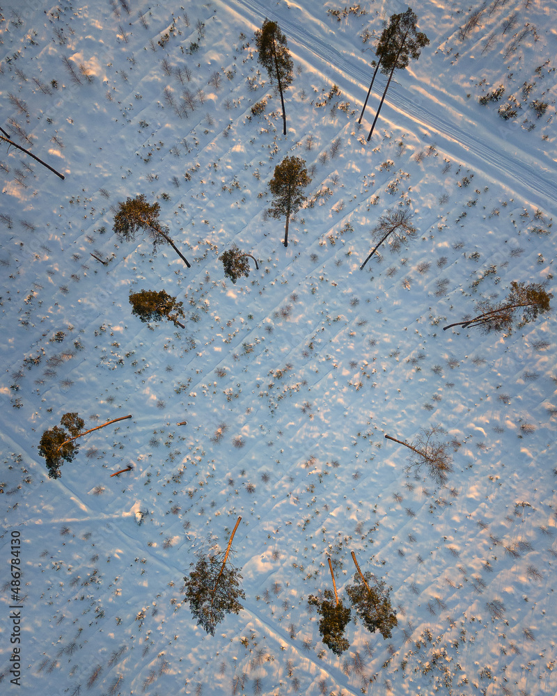 View of the winter forest from above. Moscow region