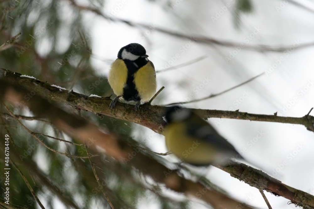 bird on a branch