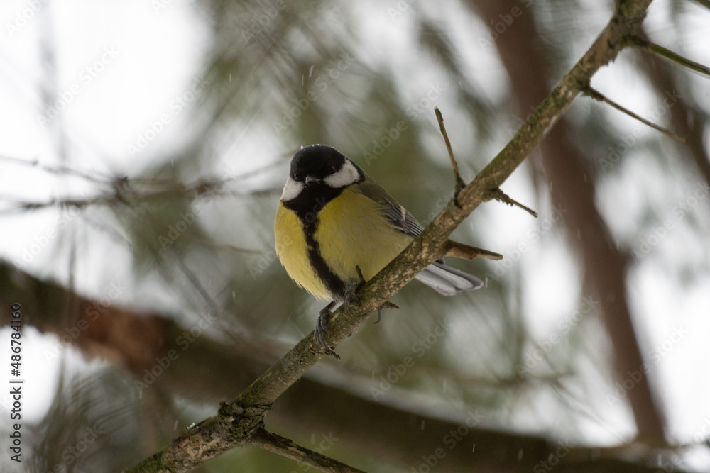 bird on a branch