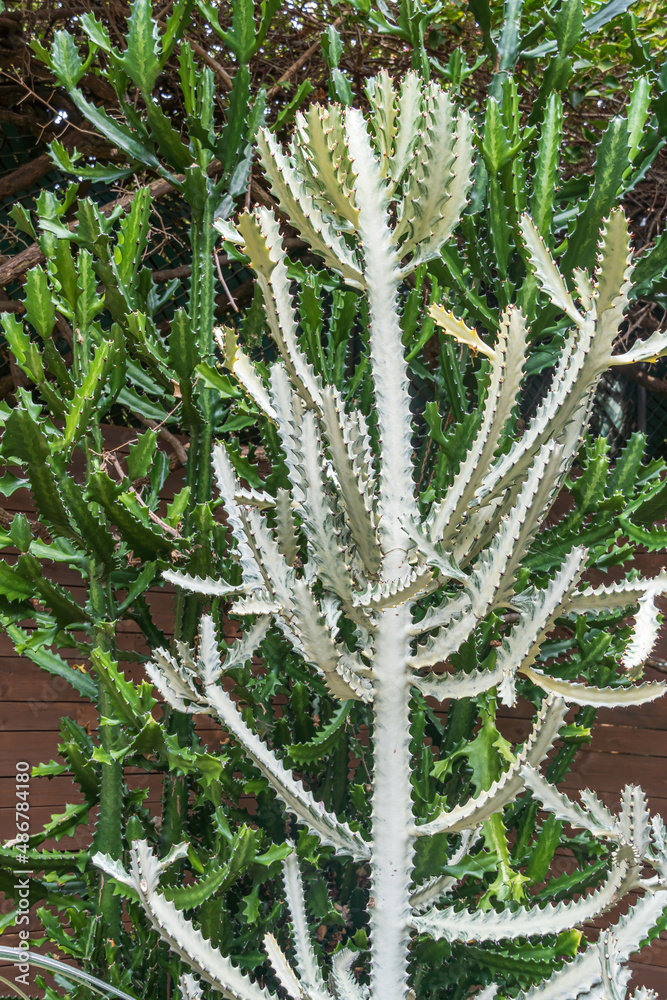 Fototapeta premium Candelabra cactus a.k.a. mottled spurge or dragon bones, with 
