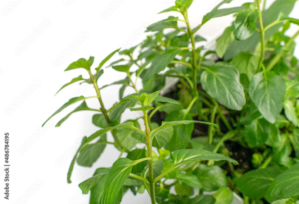 Mint Plant in a Pot Close Up. Windowsill Garden