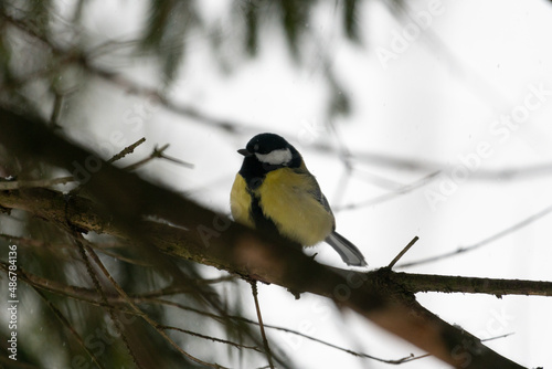 Obraz na płótnie bird on a branch w salonie