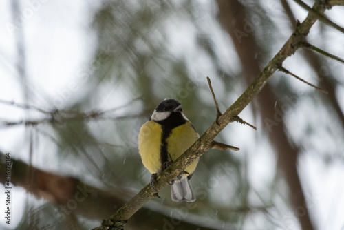 Obraz na płótnie bird on a branch w salonie