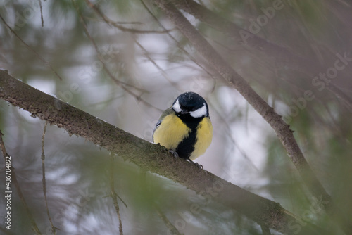 bird on a branch