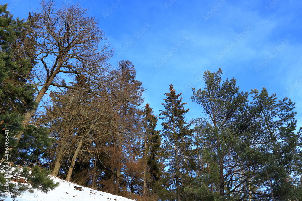 Part of a Swedish forest. Snow on the ground. One winter day in January. Blue sky and some thin clouds. Stockholm, Sweden, Europe. Part of a Swedish forest. Snow on the ground. One winter day in January. Blue sky and some thin clouds. Stockholm, Sweden, Europe.