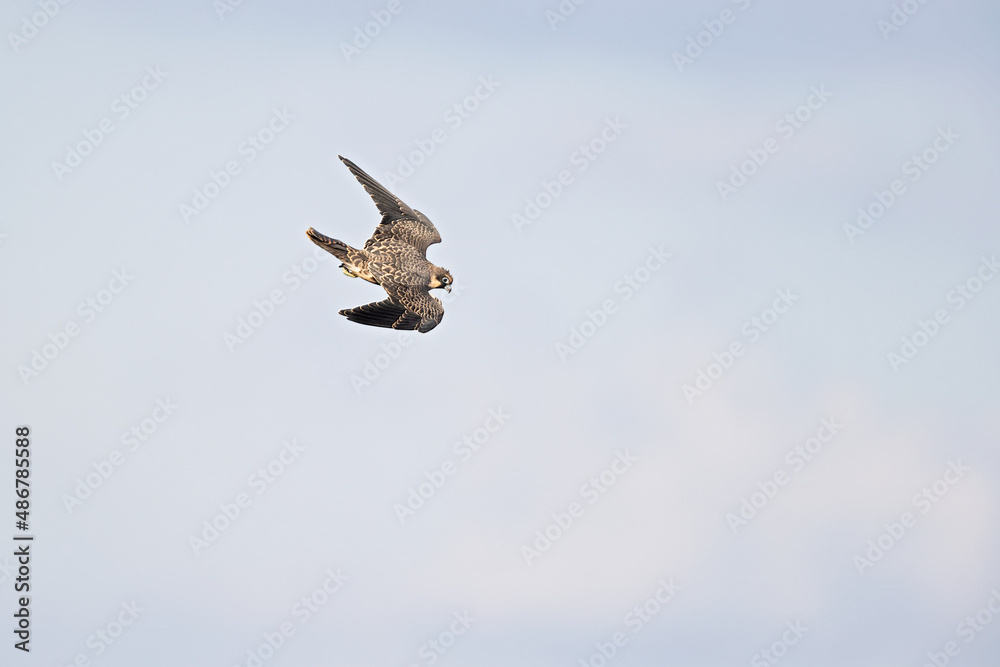 Obraz premium Eleonora's falcon (Falco eleonorae) in high speed in flight.
