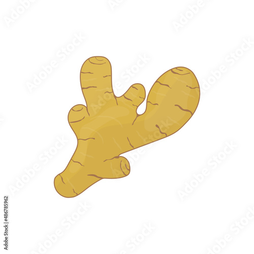 Obraz na płótnie ginger root vector set on a white background w salonie