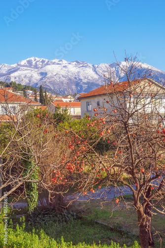 Beautiful winter Mediterranean landscape. Montenegro,  Tivat, Gornji Kalimanj. View of snow-capped Lovcen mountain from green town. Persimmon tree with fruit photo