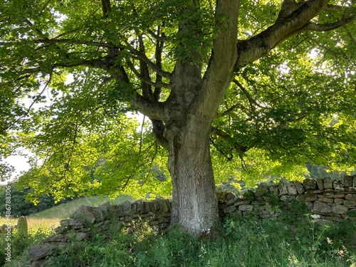 Ancient oak tree next to dry stone wall in English countryside