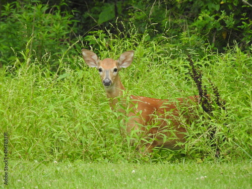 Photography A whitetail deer doe peeking out of the green foliage in Elkton, Cecil County, Maryland
