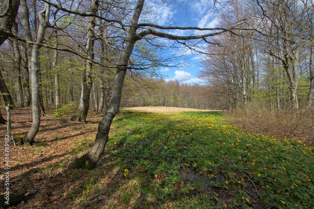 Marsh-marigold in a beech forest, Przelecz pod Czertezem, Bieszczady Mountains, Polish-Slovak border