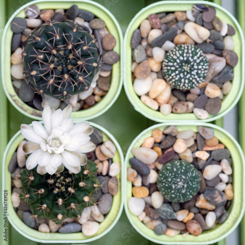 The flower on the succulent is in focus, there are four cacti in the frame. Top view. Close-up. Image for websites about home flowers, cacti and their care. Selective focus.