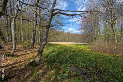 Fototapeta Naklejka Na Ścianę i Meble -  Marsh-marigold in a beech forest, Przelecz pod Czertezem, Bieszczady Mountains, Polish-Slovak border