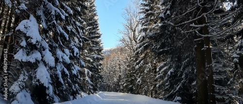 Zima, śnieg, drzewa
