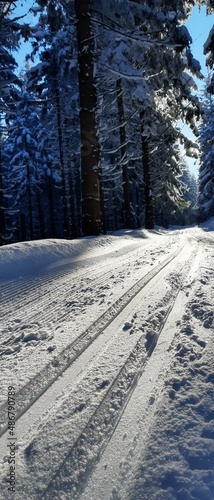 Zima, śnieg, drzewa