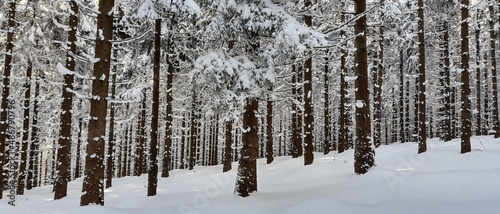 Zima, śnieg, drzewa