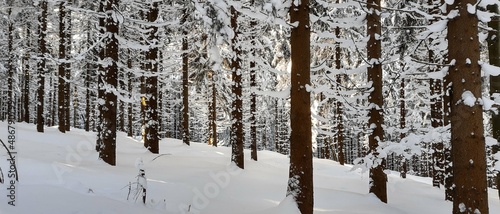 Zima, śnieg, drzewa