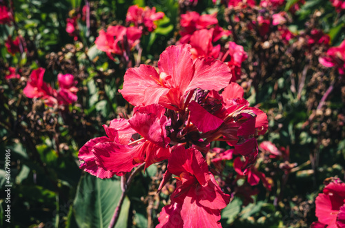 Red canna