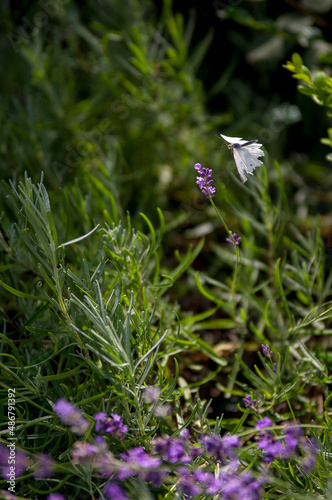Jasny motyl bielinek latający nad lawendą rozmyte tło 