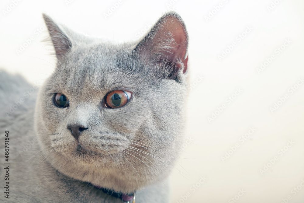 Obraz premium gray cat close up fur pet