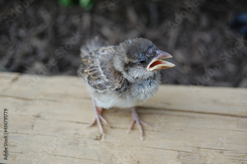 A cute baby sparrow enjoying a beautiful summer day, waiting patiently for the parents to bring back some food.