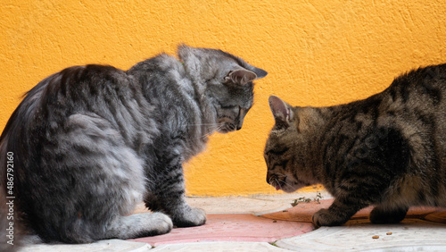 Photography Two cats before a fight. Competition of male cats.