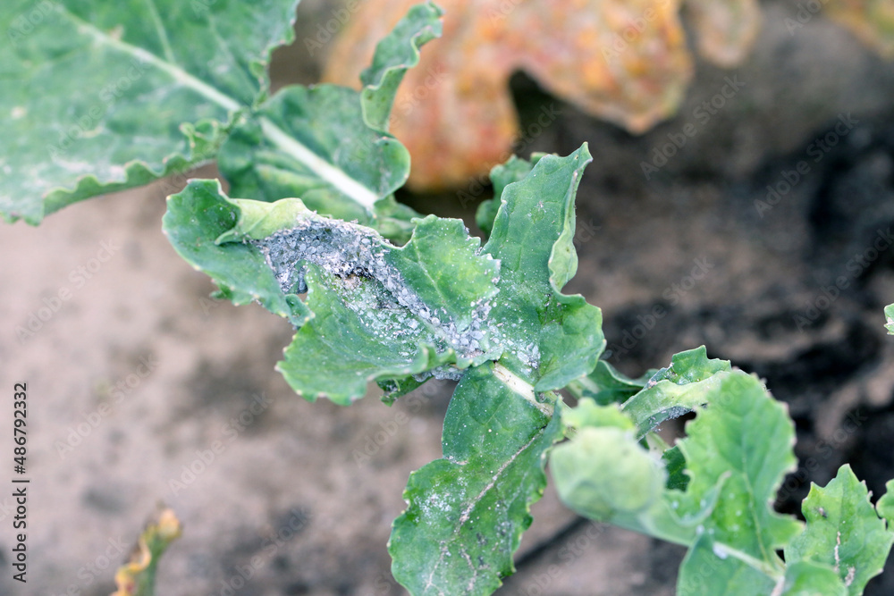 Brevicoryne brassicae collony, commonly known as the cabbage aphid or cabbage aphis or mealy cabbage aphid on rapeseed leaf. Brevicoryne brassicae collony, commonly known as the cabbage aphid or cabbage aphis or mealy cabbage aphid on rapeseed leaf.