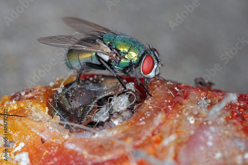 A fly on a dead fish. High magnification. Macro photo.