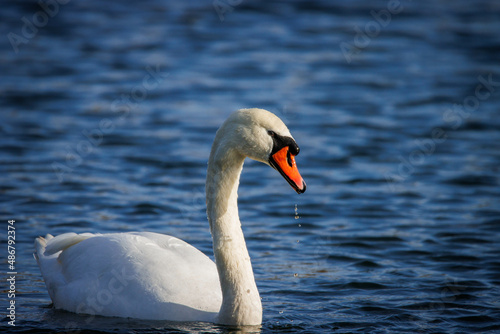 a portrait of a swan with water dripping from its beak