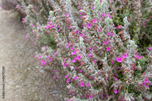 Cat thyme or kitty crack or teucrium marum plants photo