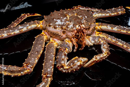 Raw live Kamchatka crab Paralithodes camtschatica, isolated on a black background